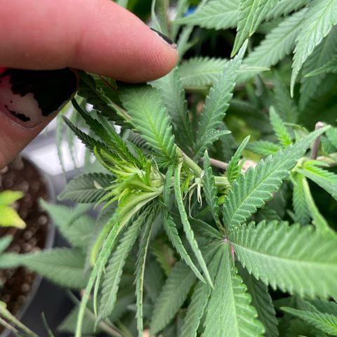 Fangorn growlog photo: 11:44