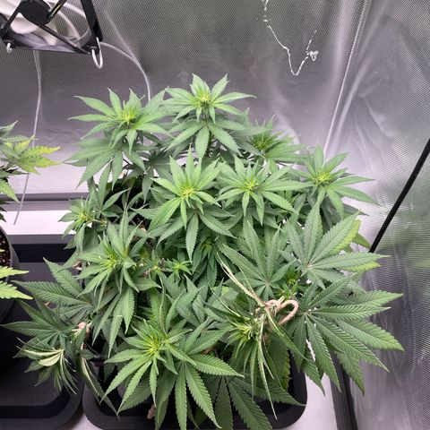 Fangorn growlog photo: 11:45