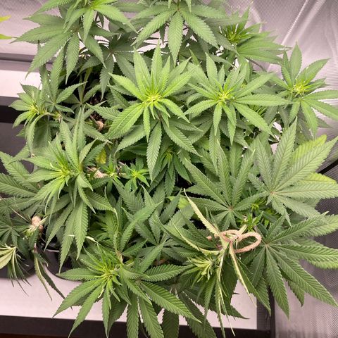Fangorn growlog photo: 11:45