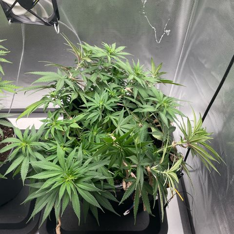Fangorn growlog photo: 15:44