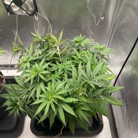 Fangorn growlog photo: 15:44