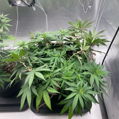 Fangorn growlog photo: 15:44