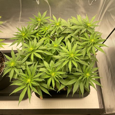 Fangorn growlog timeline photo