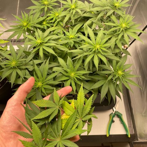 Fangorn growlog photo: 11:56
