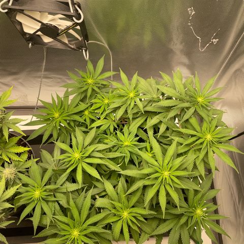 Fangorn growlog photo: 11:56