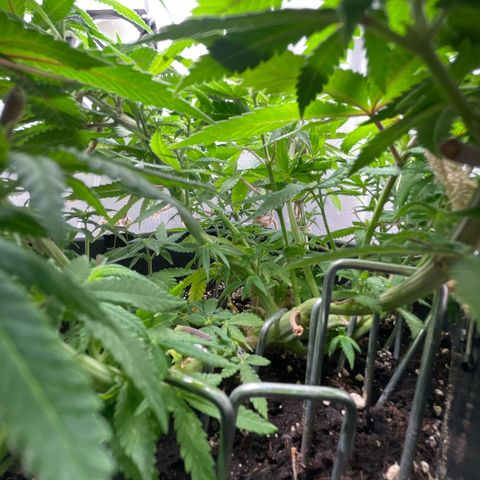 Fangorn growlog photo: 11:56