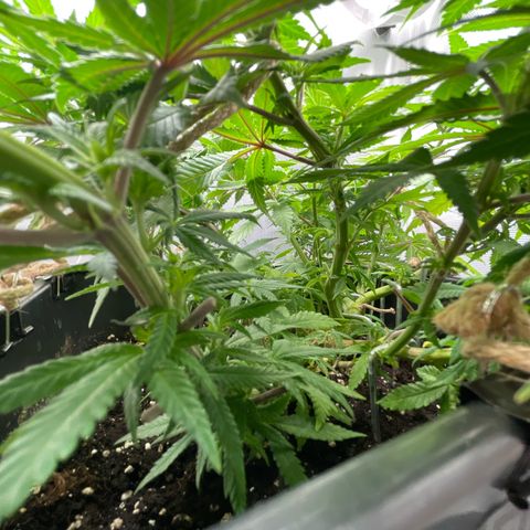 Fangorn growlog photo: 11:56