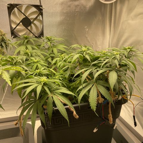 Fangorn growlog photo: 14:16