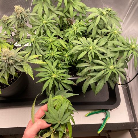 Fangorn growlog photo: 14:16