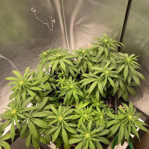Fangorn growlog photo: 14:16