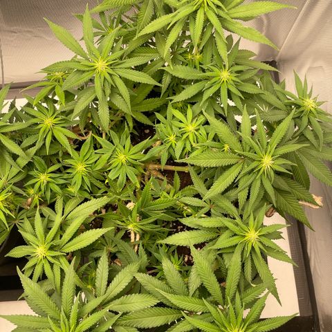 Fangorn growlog photo: 09:50
