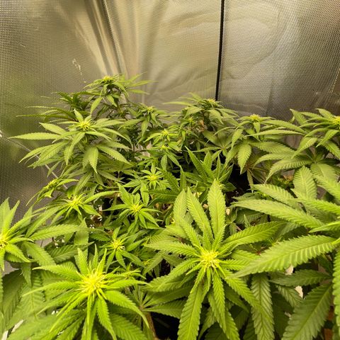 Fangorn growlog photo: 09:50