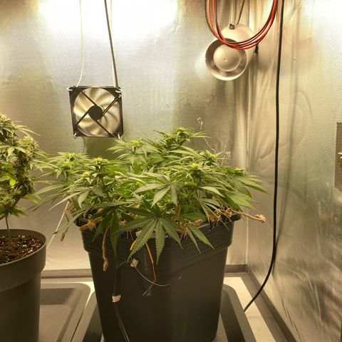 Fangorn growlog photo: 09:50