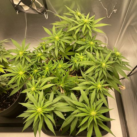 Fangorn growlog photo: 09:50