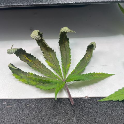 Fangorn growlog photo: 18:30 unbekannte Blattveränderung entdeckt
- möglicher Näherstoffmangel? 