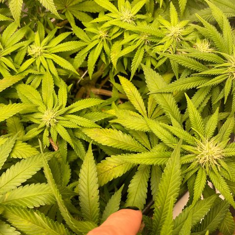 Fangorn growlog photo: 19:26