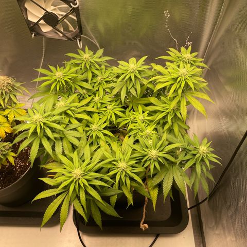 Fangorn growlog photo: 19:26