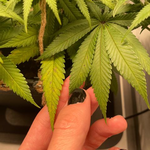 Fangorn growlog photo: 19:26