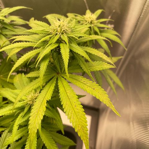 Fangorn growlog photo: 19:26