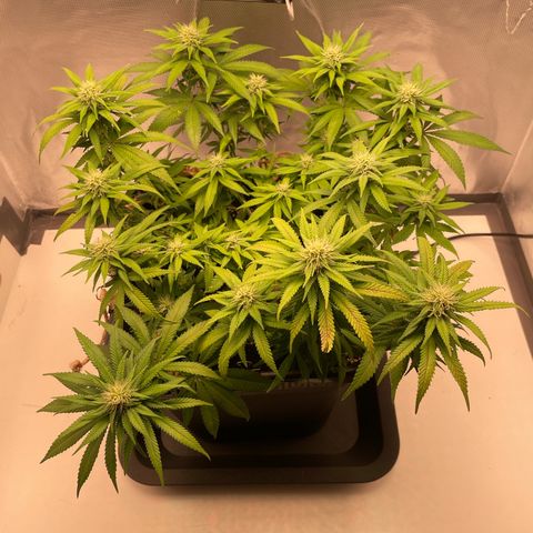 Fangorn growlog photo: 18:56