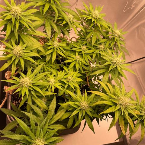Fangorn growlog photo: 18:56