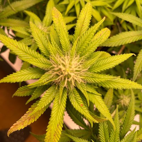 Fangorn growlog photo: 18:56