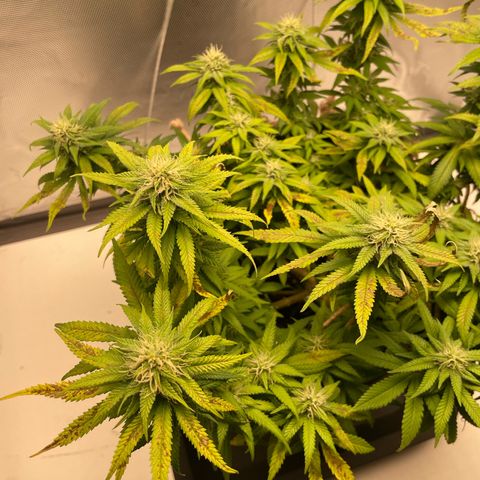 Fangorn growlog photo: 14:28