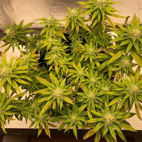 Fangorn growlog photo: 14:28