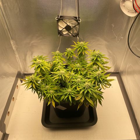 Fangorn growlog photo: 14:28
