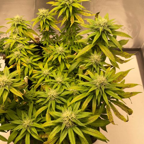 Fangorn growlog photo: 14:28