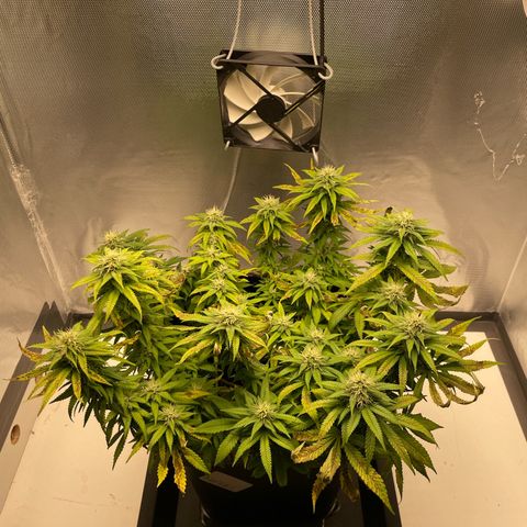 Fangorn growlog photo: 13:29