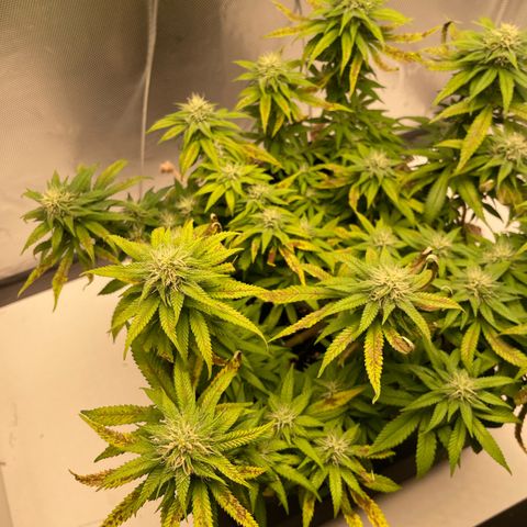 Fangorn growlog photo: 13:29