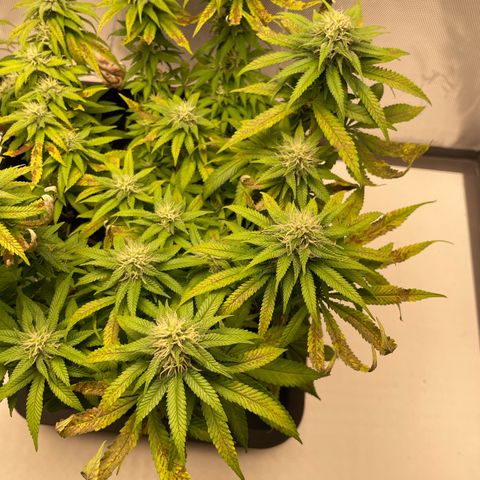 Fangorn growlog photo: 13:29