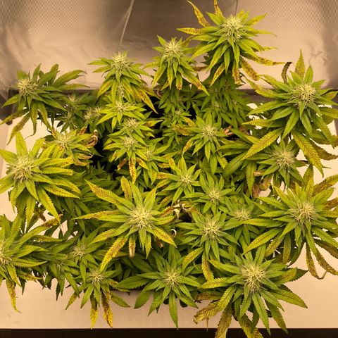 Fangorn growlog photo: 13:29