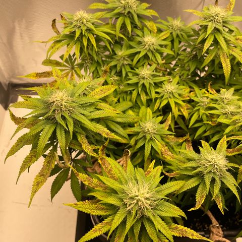 Fangorn growlog photo: 10:17