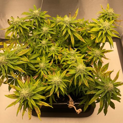 Fangorn growlog photo: 10:17