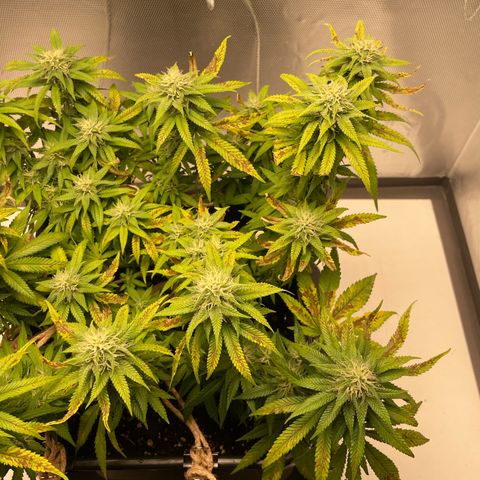 Fangorn growlog photo: 10:17