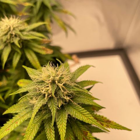 Fangorn growlog photo: 17:18