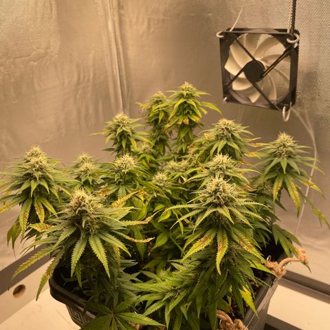 Fangorn growlog photo: 17:18
