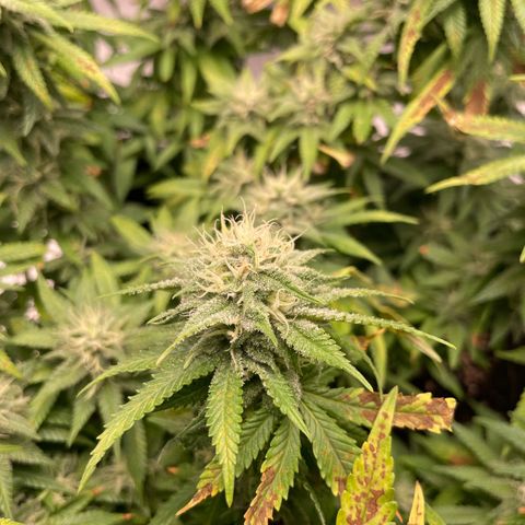 Fangorn growlog photo: 17:18