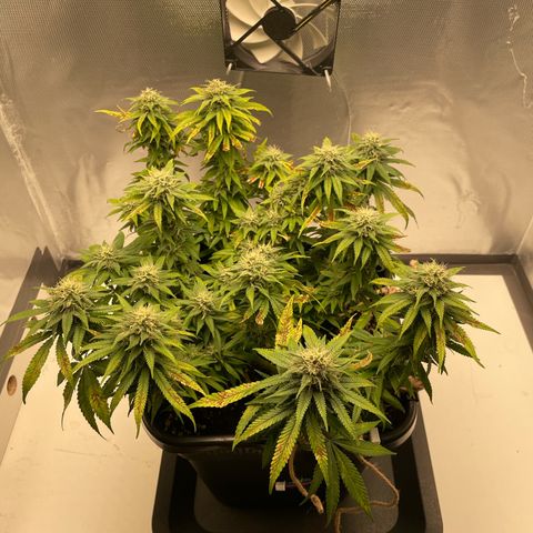 Fangorn growlog photo: 17:18