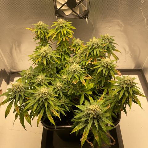 Fangorn growlog photo: 12:46