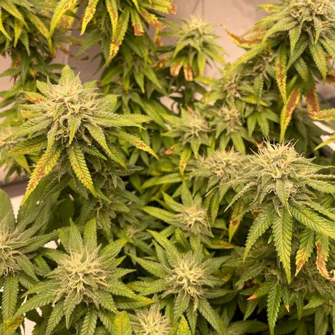 Fangorn growlog photo: 12:46
