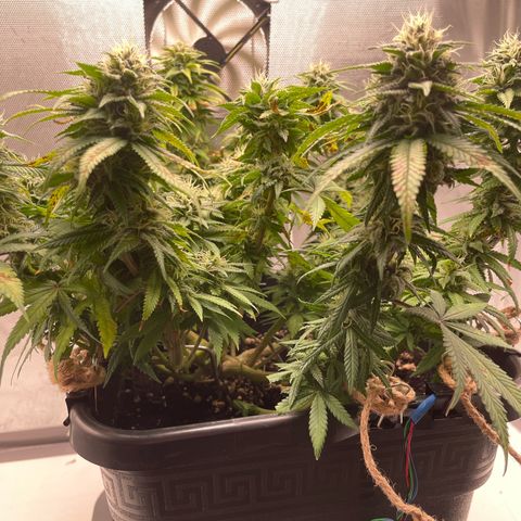 Fangorn growlog photo: 12:46