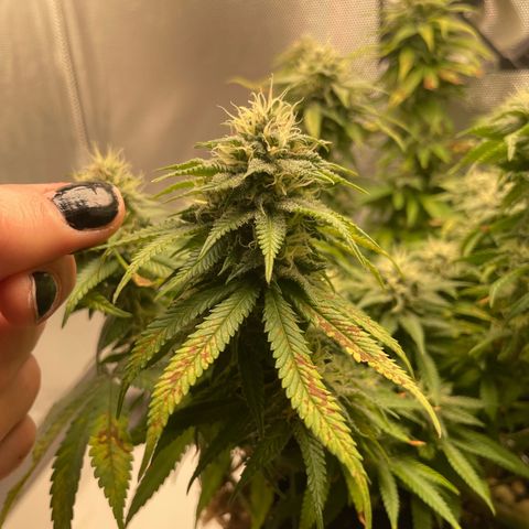 Fangorn growlog photo: 12:46