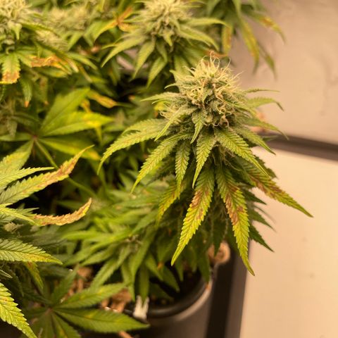 Fangorn growlog photo: 12:46