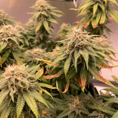 Fangorn growlog photo: 13:24