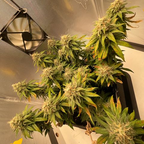Fangorn growlog photo: 13:24