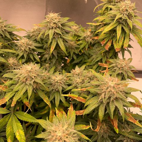 Fangorn growlog photo: 13:24