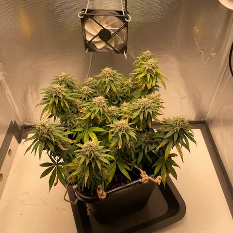 Fangorn growlog photo: 13:24